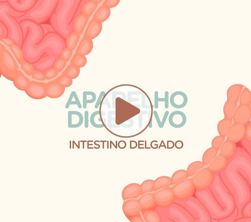 Intestino Delgado